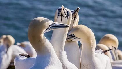 《种植花园》指南：巨型狩猎丰收活动全新植物大全