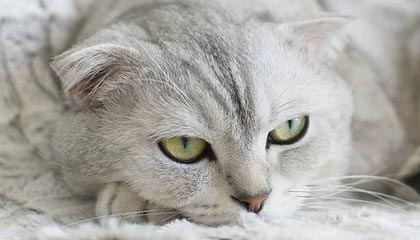 《种植花园》指南：巨型狩猎丰收活动全新植物大全