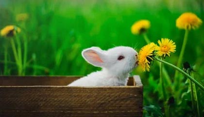 《种植花园》指南：巨型狩猎丰收活动全新植物大全